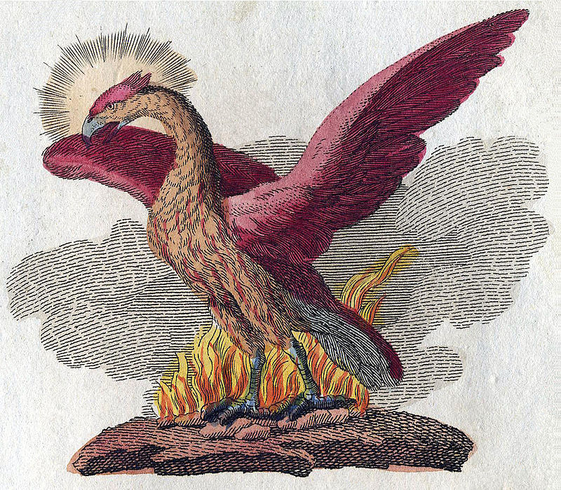 The Phoenix and The Ash: A Tale of Fire and Rebirth